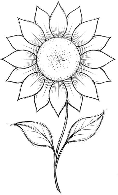 Sonnenblume